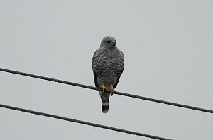 Hawk, Gray, 2013-01063250 Hwy 281 near Brownsville, TX